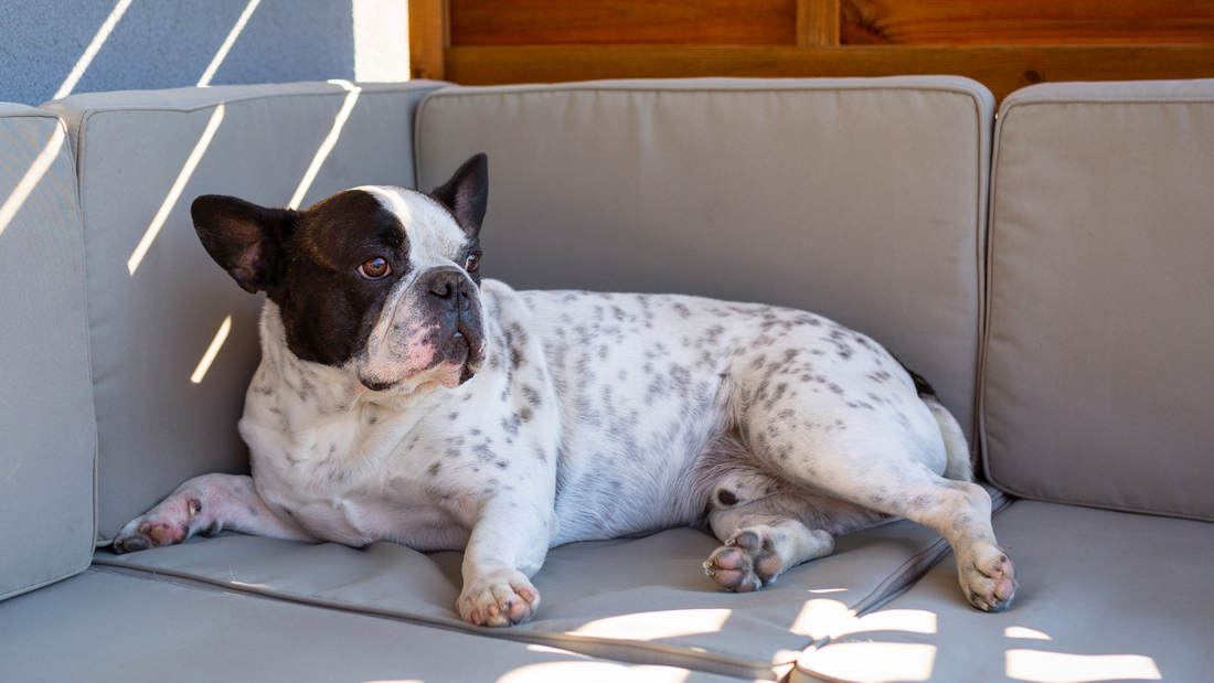 Französische Bulldogge: Was Halter über Haut, Falten und Hitze wissen sollten