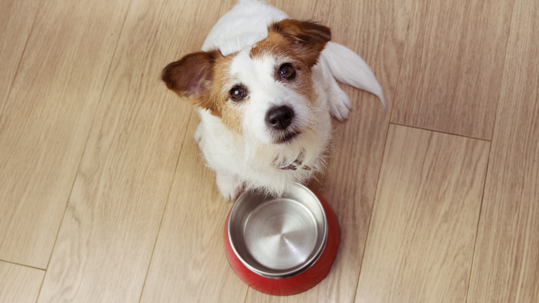Fütterungsroutine: So fressen Hunde in Ruhe