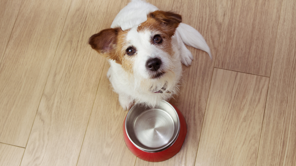 Fütterungsroutine: So fressen Hunde in Ruhe
