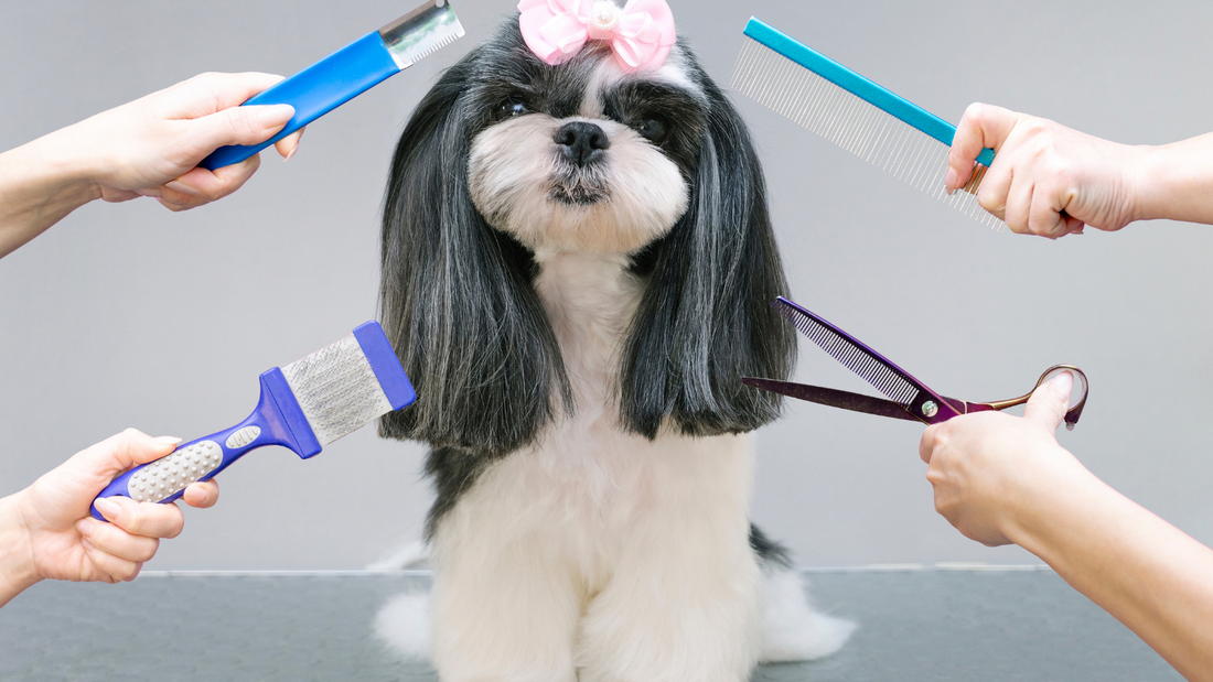 Shih Tzu pflegen: Warum Filz schneller kommt, als du denkst