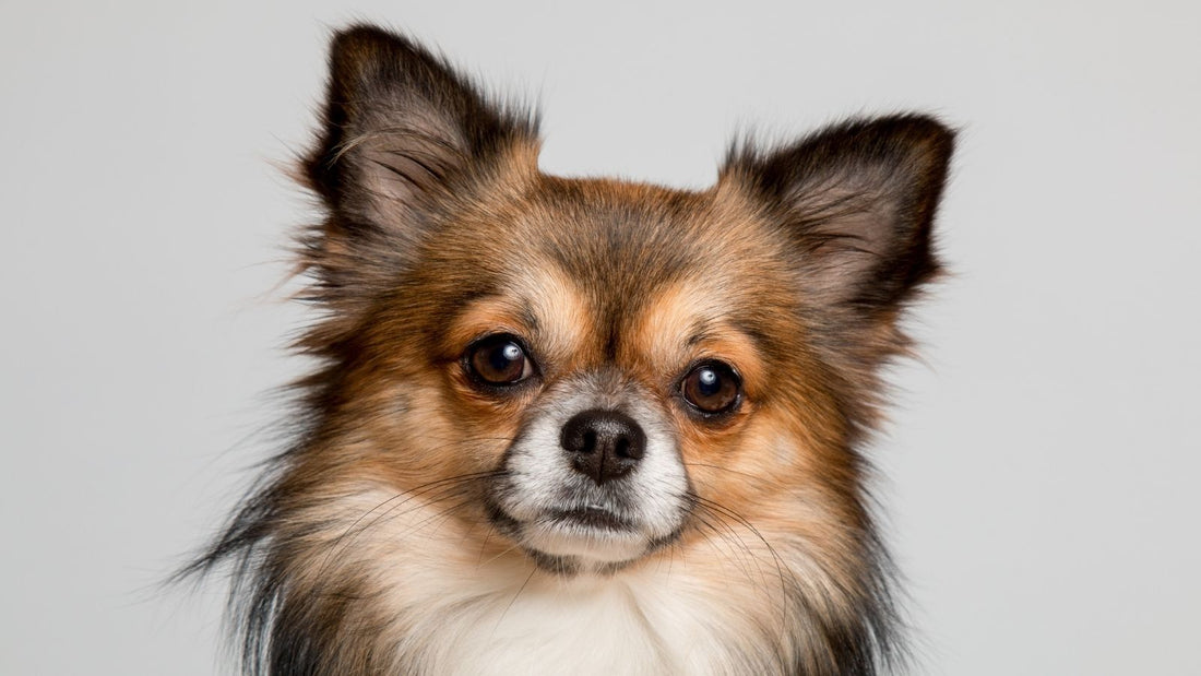 Chihuahua: Die häufigsten Themen bei der kleinsten Rasse