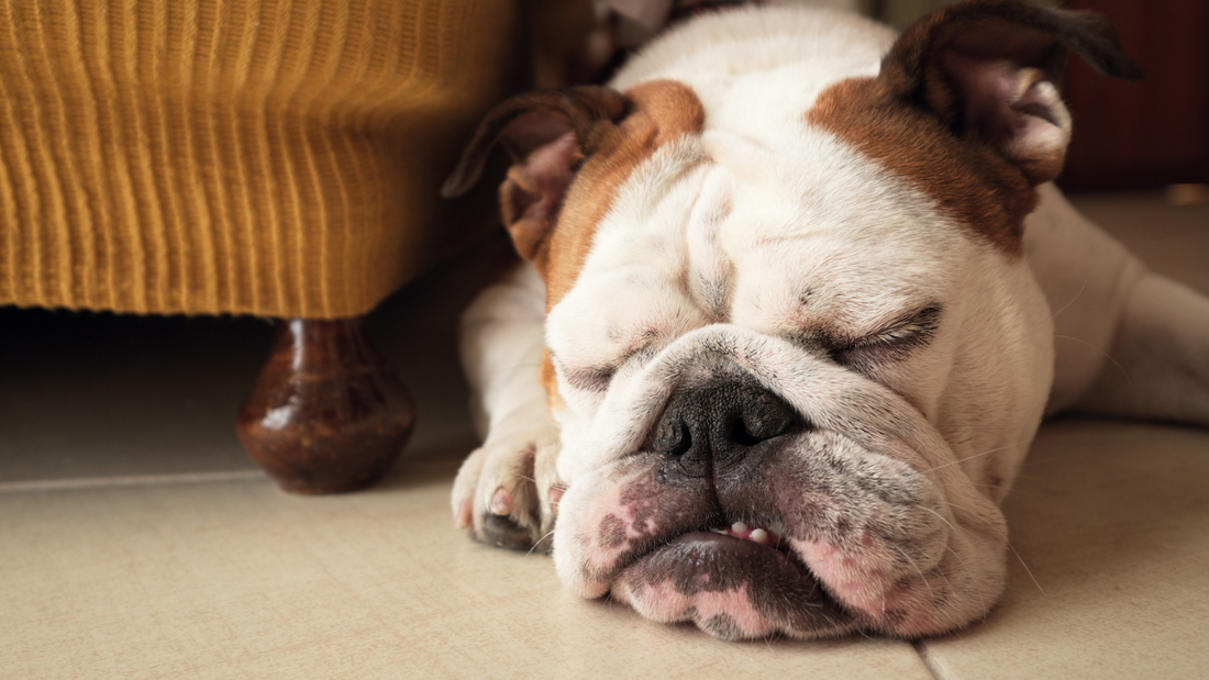 Augen bei kleinen Hunden: was normal ist und was nicht