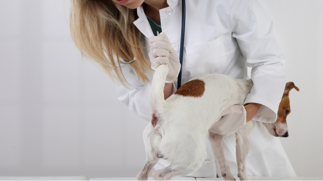 Analdrüsen beim kleinen Hund: Schlittenfahren richtig deuten