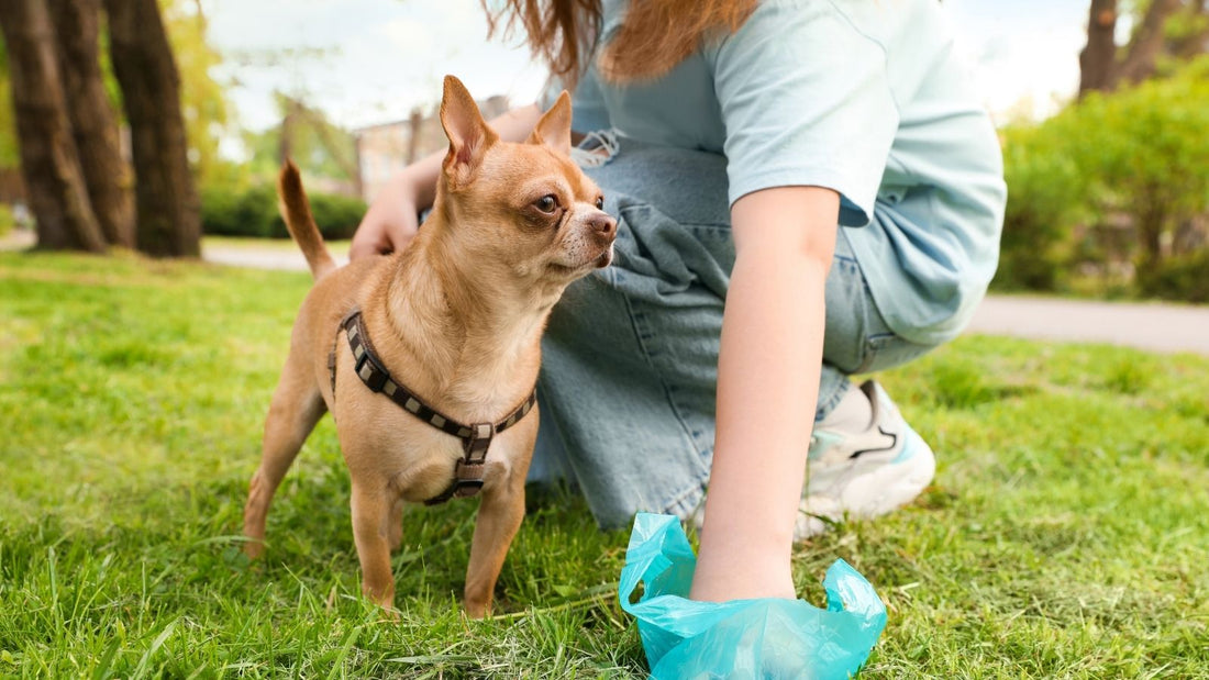 Weiches Häufchen beim kleinen Hund: wann es normal ist und wann du hinschauen solltest