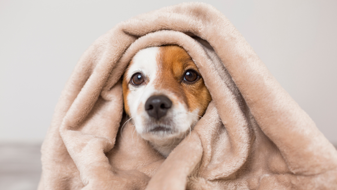 Dein Hund kam aus dem Tierschutz? Das solltest du prüfen lassen