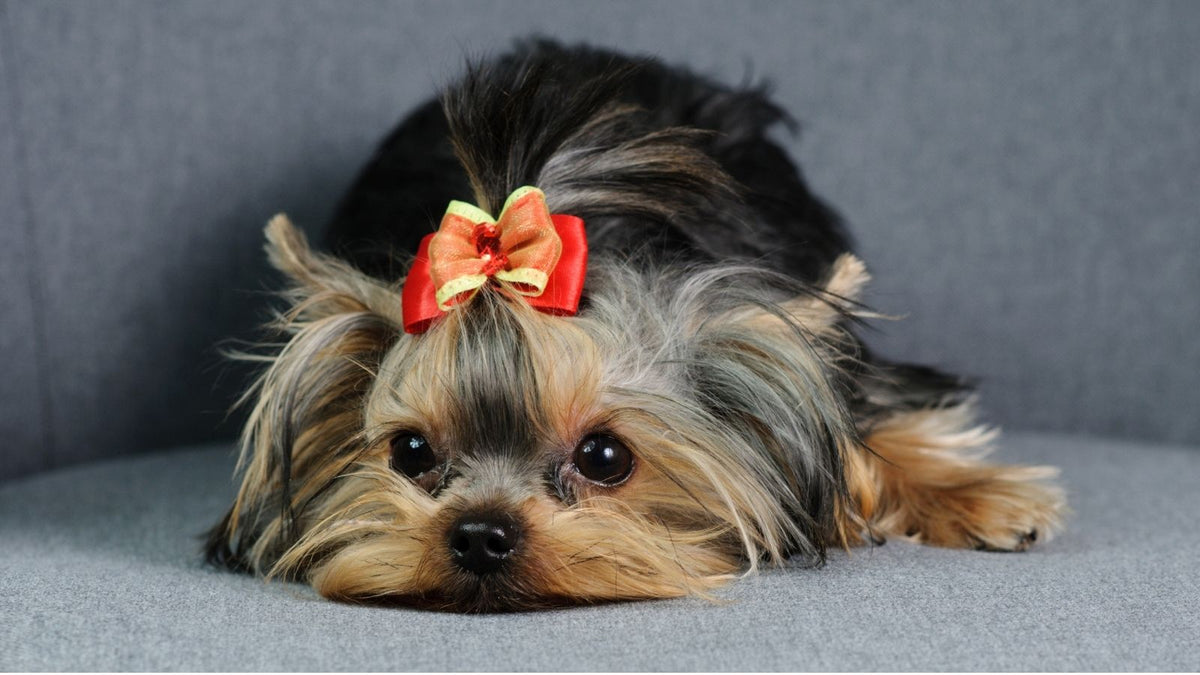 All-in-One-Ergänzungsfutter für Hunde: wann es sinnvoll ist