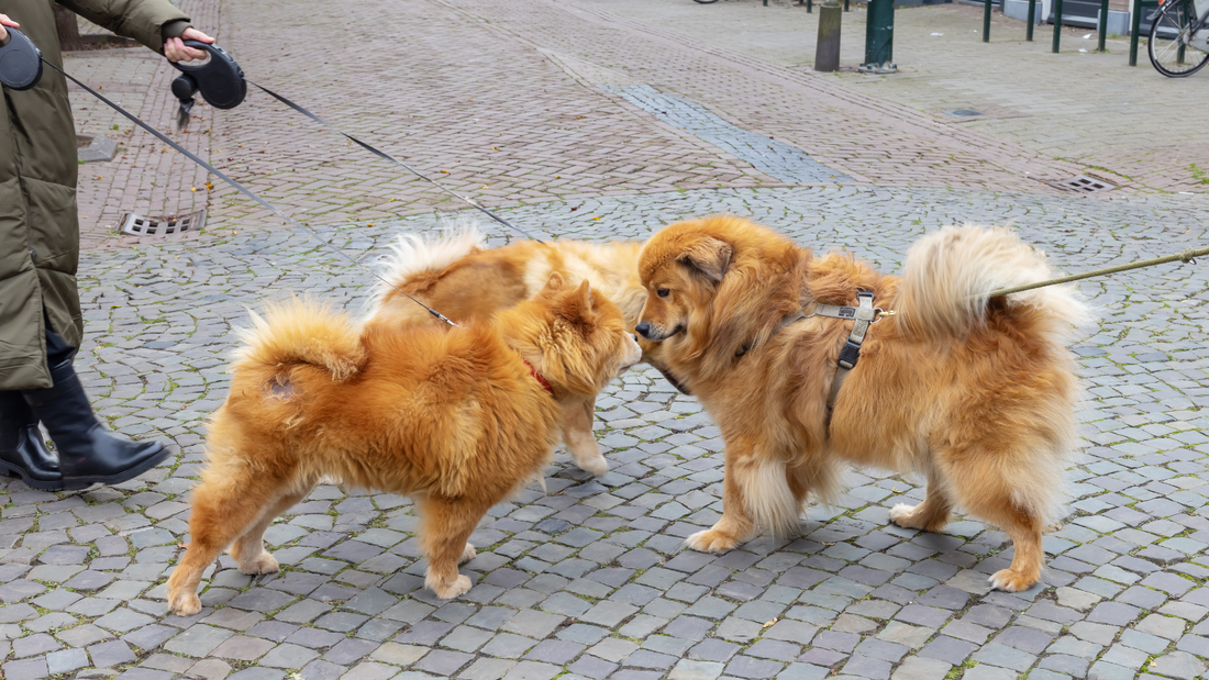 Dein Hund kann niemanden ansprechen. Du schon.