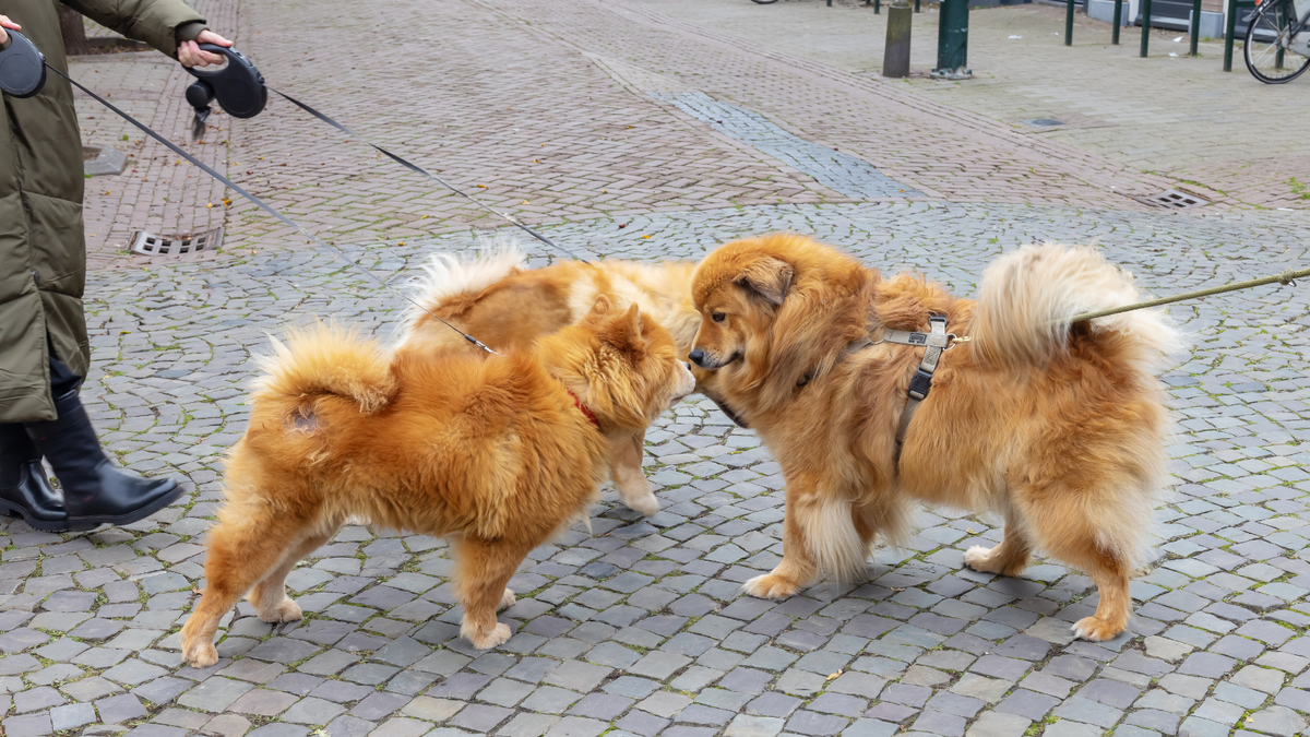 Dein Hund kann niemanden ansprechen. Du schon.