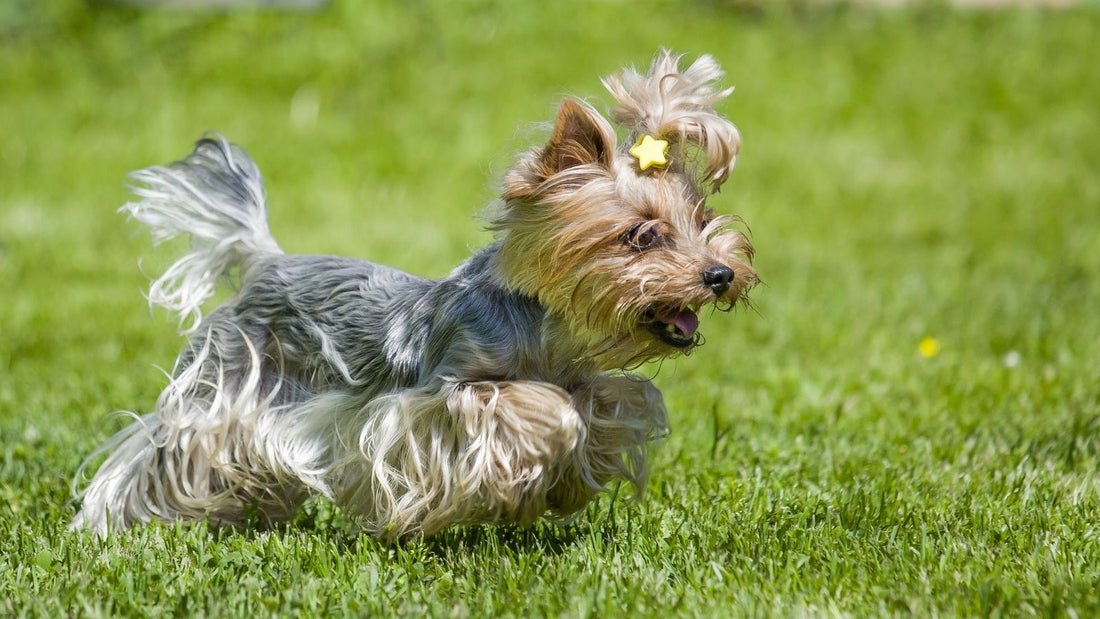 Knie und Gelenke bei kleinen Hunden: worauf du achten solltest
