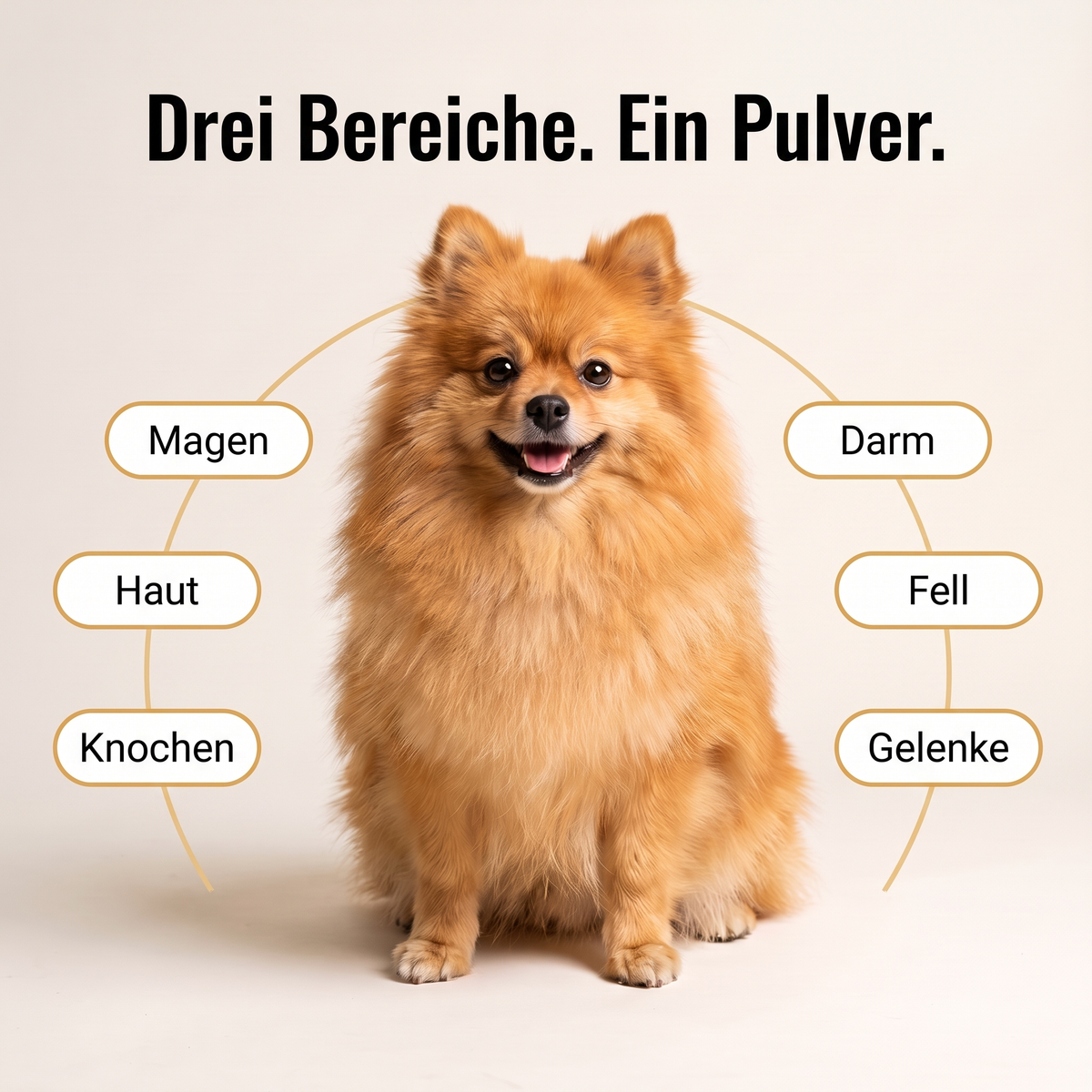 All-in-One Pulver für kleine Hunderassen